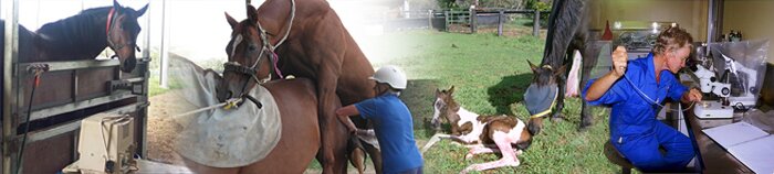 Welcome to Equivet Australia